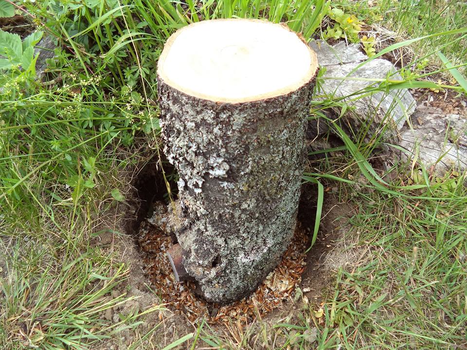 Spodní očkování - sadba hlívy se očkuje přímo do zeminy